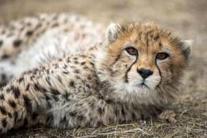 Vom Aussterben bedroht: Erneut Asiatischer Gepard gestorben